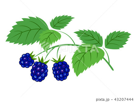 Blackberry branch with berries. 43207444