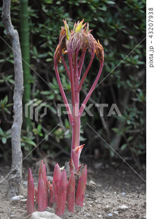 芍薬 43207938