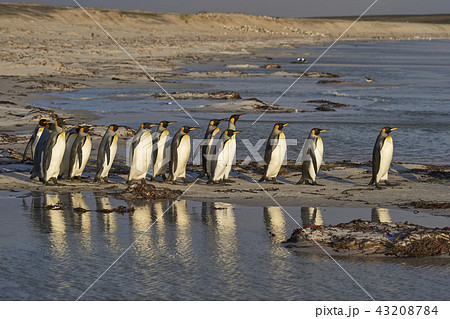 King Penguins heading to sea 43208784