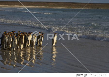 King Penguins heading to sea 43208786