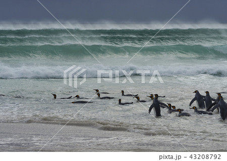 King Penguins heading to sea King Penguins heading to sea 43208792
