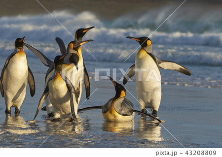 King Penguins on a beach 43208809