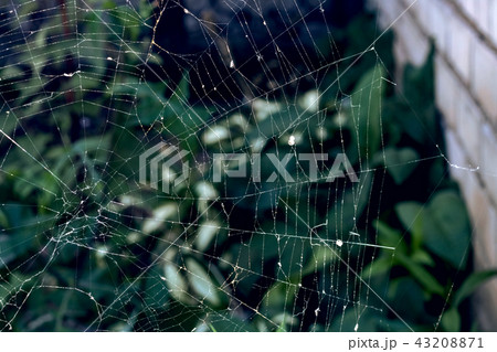 Cobweb on the background of green leaves Cobweb on the background of green leaves 43208871