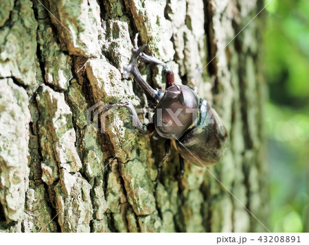 夏の虫　カブトムシ 43208891