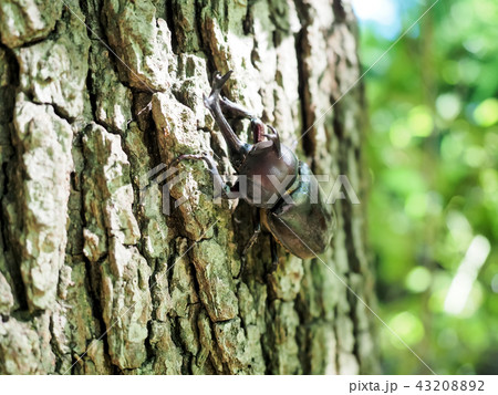 夏の虫　カブトムシ 43208892
