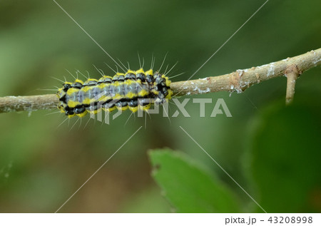 ホタルガ・蛍蛾の幼虫 ホタルガ・蛍蛾の幼虫 43208998