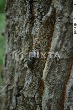 コクワガタ・小鍬形 コクワガタ・小鍬形 43209001