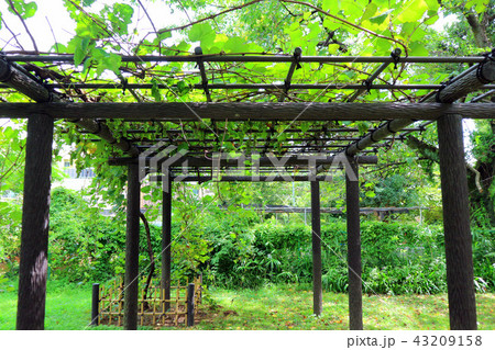小石川植物園のメンデルの葡萄(8月)東京都文京区 小石川植物園のメンデルの葡萄(8月)東京都文京区 43209158