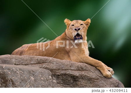 Lioness lying on rock. 43209411