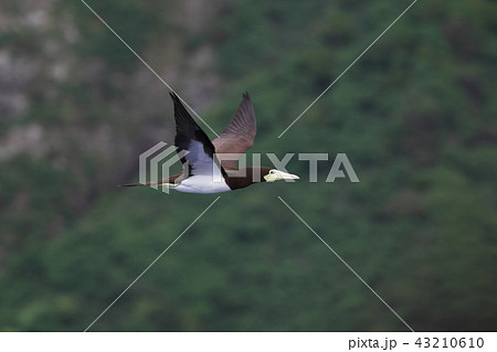 カツオドリのメスの飛翔 43210610