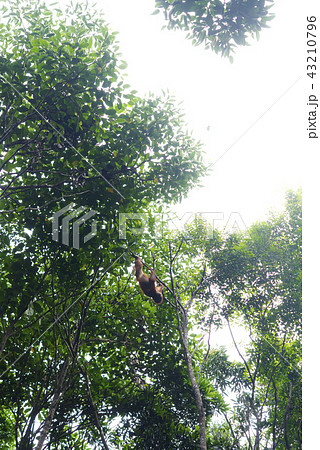 野生の子供オランウータン 43210796