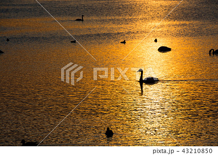 夕暮れの湖に浮かぶハクチョウ 43210850