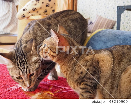 猫のひそひそ話 猫のひそひそ話 43210909