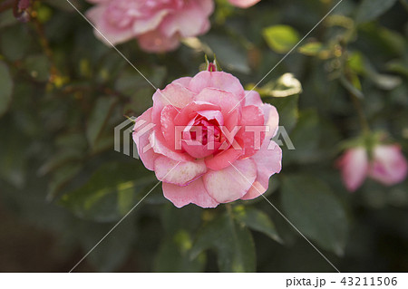 荒尾市 おもやい市民花壇 バラの花、 荒尾市 おもやい市民花壇 バラの花、 43211506