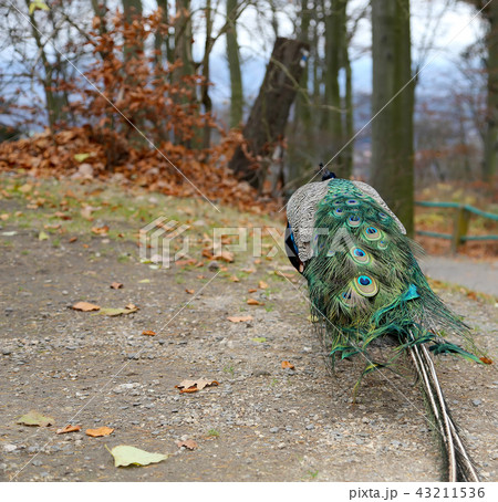 elegant fluffy peacock (Pavo Cristatus) elegant fluffy peacock (Pavo Cristatus) 43211536