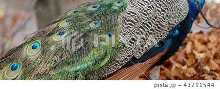 elegant fluffy peacock (Pavo Cristatus) elegant fluffy peacock (Pavo Cristatus) 43211544