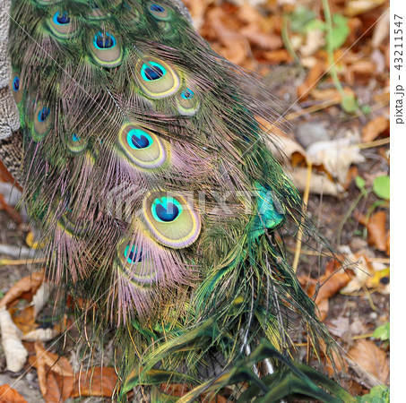 elegant fluffy peacock (Pavo Cristatus) elegant fluffy peacock (Pavo Cristatus) 43211547