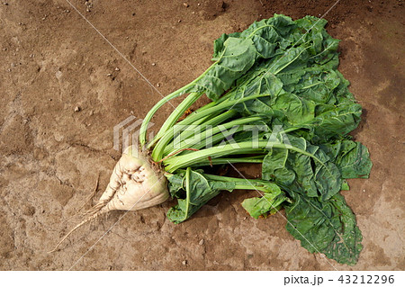 北海道のラテール(甜菜)畑 43212296