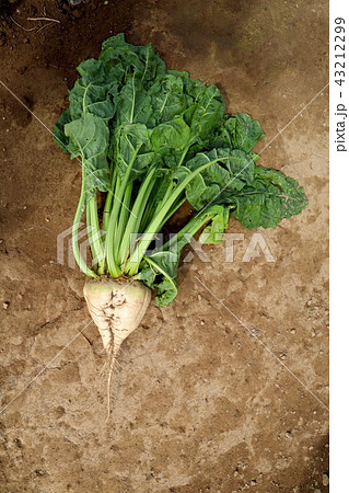 北海道のラテール(甜菜)畑 43212299