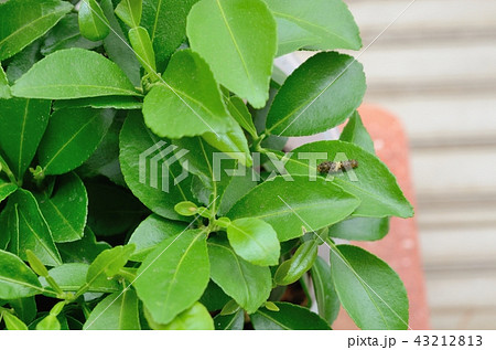 ナミアゲハの2齢幼虫(ユズ) ナミアゲハの2齢幼虫(ユズ) 43212813