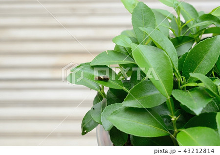 ナミアゲハの2齢幼虫(ユズ) ナミアゲハの2齢幼虫(ユズ) 43212814