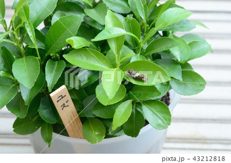 ナミアゲハの3齢幼虫(ユズ) ナミアゲハの3齢幼虫(ユズ) 43212818