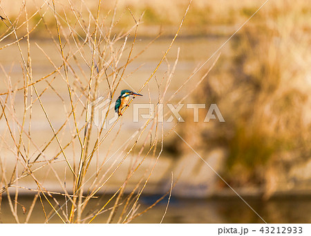 川の小枝に止まり、獲物をねらうカワセミ 43212933