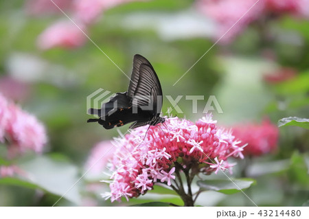 ボタンクサギの花とクロアゲハ ボタンクサギの花とクロアゲハ 43214480