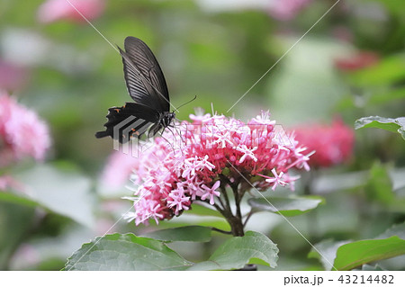 ボタンクサギの花とクロアゲハの写真素材