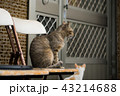 猫 ねこ ネコ 43214688