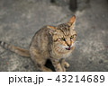 猫 ねこ ネコ 43214689
