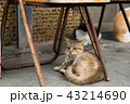 猫 ねこ ネコ 43214690