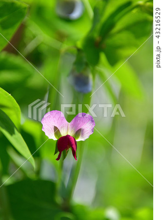 北海道乙部町のエンドウ豆畑でエンドウ豆の花が咲いている盛夏の風景を撮影の写真素材