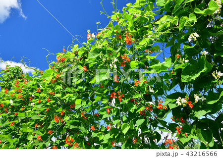 北海道乙部町の花豆畑で花豆の花が咲いている盛夏の風景を撮影 北海道乙部町の花豆畑で花豆の花が咲いている盛夏の風景を撮影 43216566