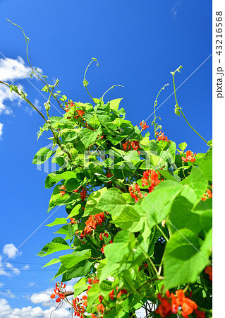 北海道乙部町の花豆畑で花豆の花が咲いている盛夏の風景を撮影 43216568
