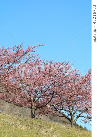 河津桜　土手　並木　青空 43216733