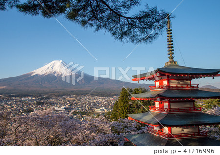山梨県・新倉山浅間公園・春 43216996