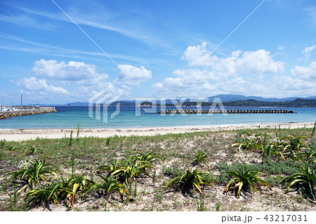 海岸 砂浜 ハマボウフウ 海岸 砂浜 ハマボウフウ 43217031