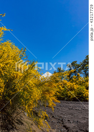 オソルノ山とカラファテ オソルノ山とカラファテ 43217729