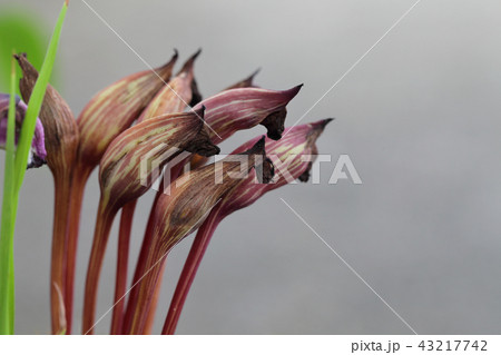 ナンバンギセルの花後 ナンバンギセルの花後 43217742