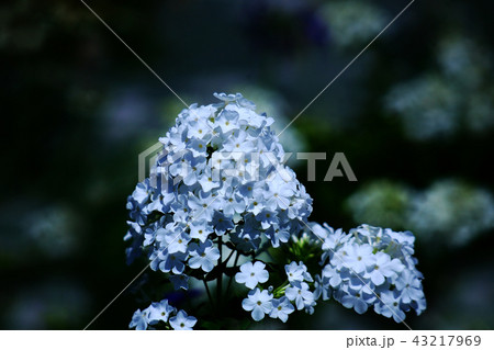 フロックスの白い花 43217969
