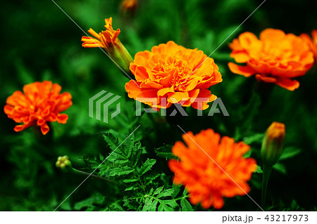 マリーゴールド オレンジ色い花の写真素材
