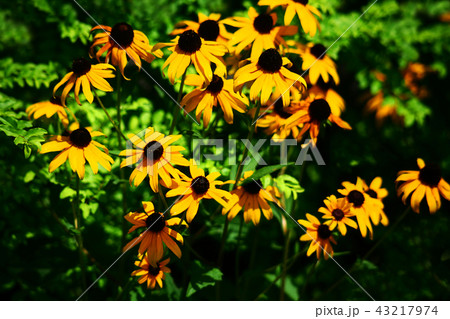 ルドベキア オオハンゴンソウの花 ルドベキア オオハンゴンソウの花 43217974