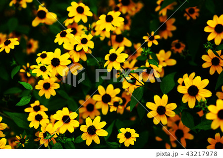 ルドベキア ヒルタの花の写真素材