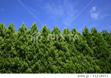 ノコギリ状の生垣 ノコギリ状の生垣 43218053