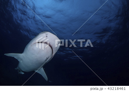 バハマにてタイガーシャークの写真素材