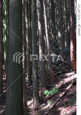 烏帽子岩 上ヶ流 岐阜 天空の茶畑 烏帽子岩 上ヶ流 岐阜 天空の茶畑 43218721