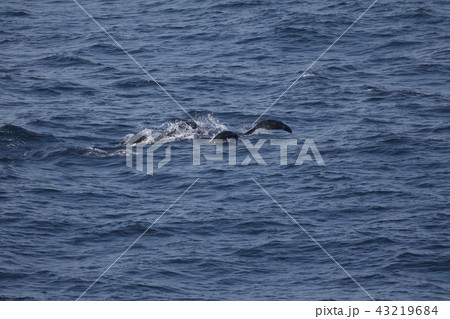 キタオットセイのジャンプ 43219684