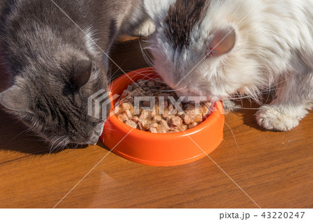 Cute cats eating their food from plastic bowl Cute cats eating their food from plastic bowl 43220247