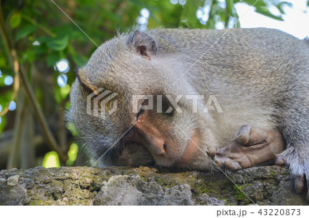 カニクイザル カニクイザル 43220873